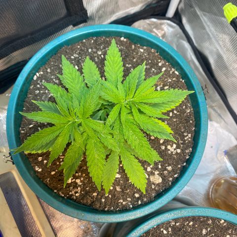 DankBerry  growlog timeline photo