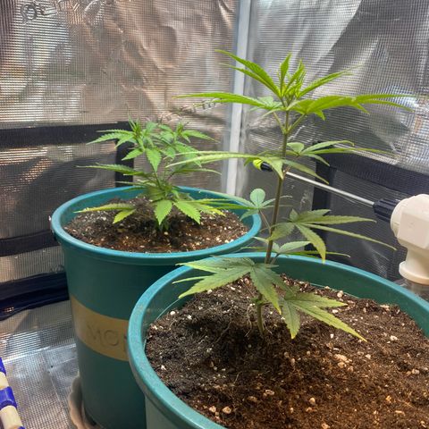 DankBerry  growlog timeline photo