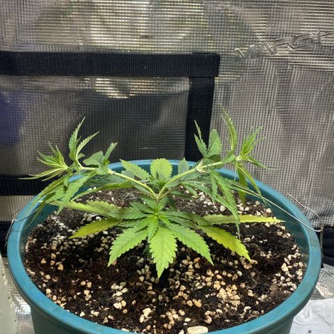 DankBerry  growlog photo: Lst