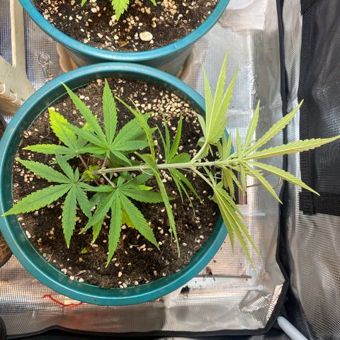 DankBerry  growlog photo: Lst