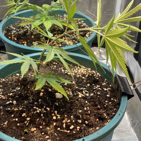 DankBerry  growlog photo: Lst