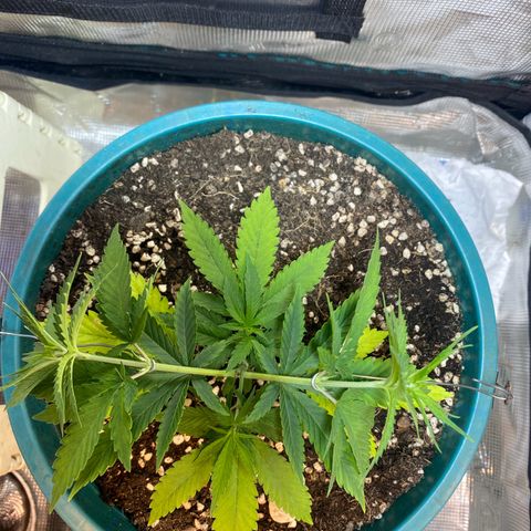 DankBerry  growlog photo: Lst