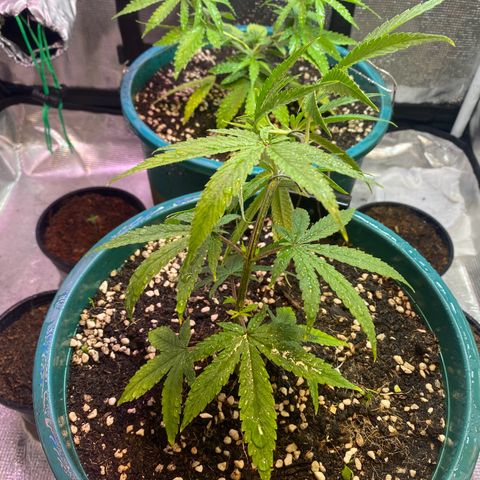 DankBerry  growlog timeline photo