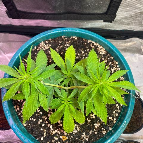 DankBerry  growlog timeline photo