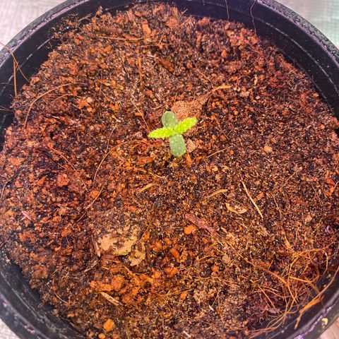 DankBerry  growlog timeline photo