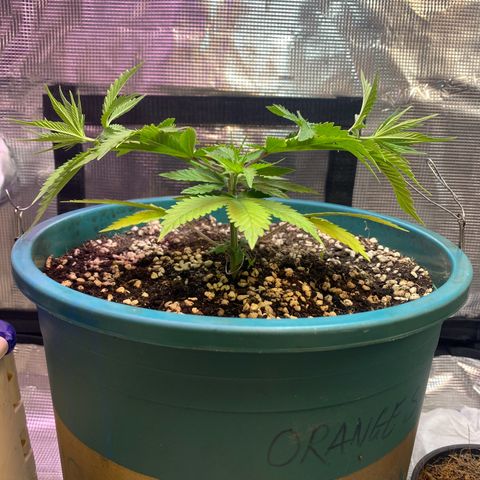 DankBerry  growlog timeline photo