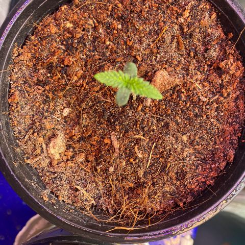 DankBerry  growlog timeline photo