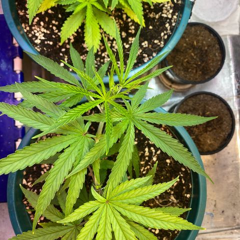 DankBerry  growlog timeline photo