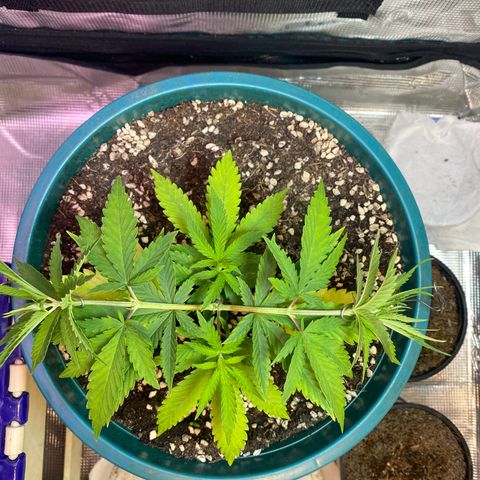 DankBerry  growlog timeline photo