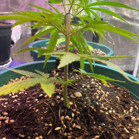 DankBerry  growlog timeline photo