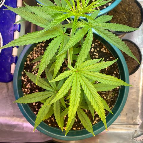 DankBerry  growlog timeline photo