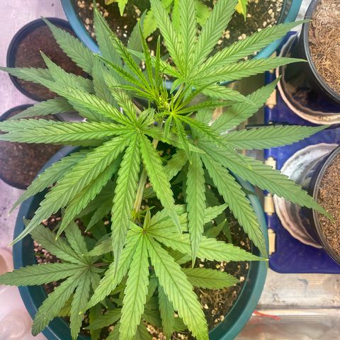 DankBerry  growlog timeline photo