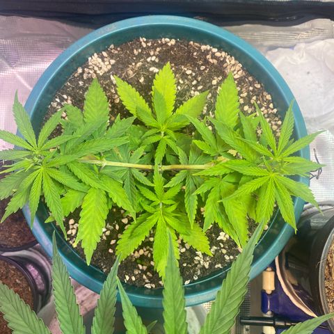DankBerry  growlog timeline photo