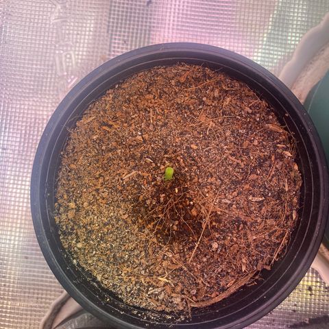 DankBerry  growlog timeline photo