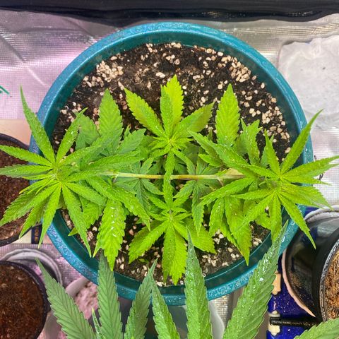 DankBerry  growlog timeline photo