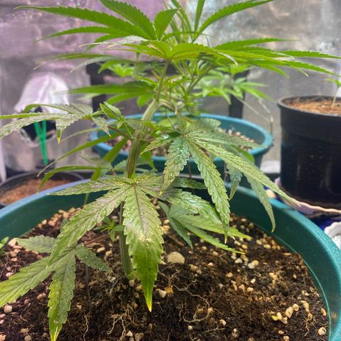 DankBerry  growlog timeline photo