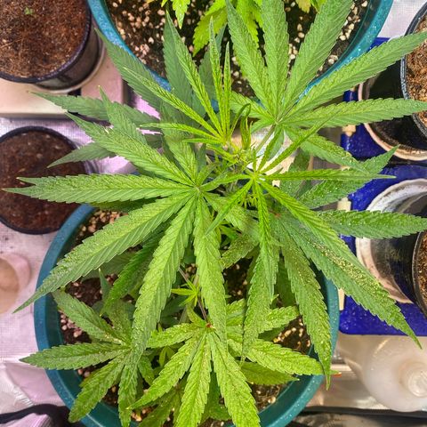 DankBerry  growlog timeline photo