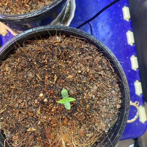 DankBerry  growlog timeline photo