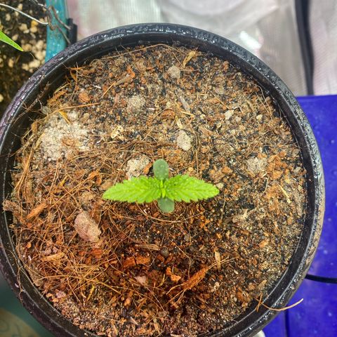 DankBerry  growlog timeline photo