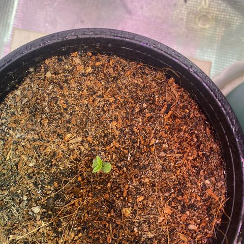 DankBerry  growlog timeline photo
