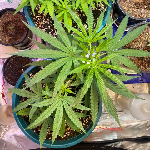 DankBerry  growlog timeline photo
