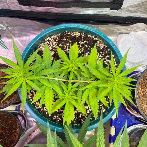 DankBerry  growlog timeline photo