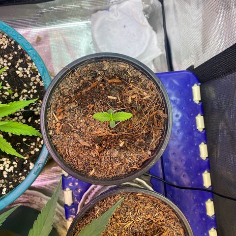 DankBerry  growlog timeline photo