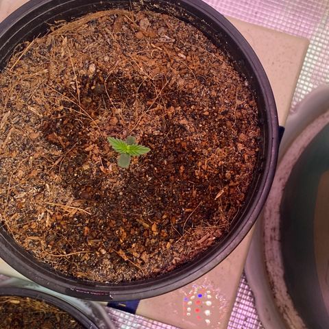 DankBerry  growlog timeline photo