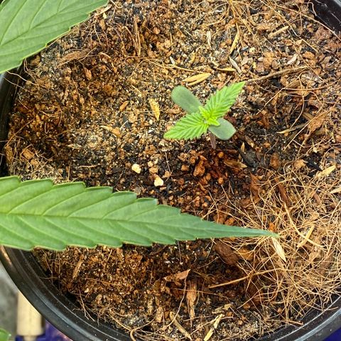 DankBerry  growlog timeline photo