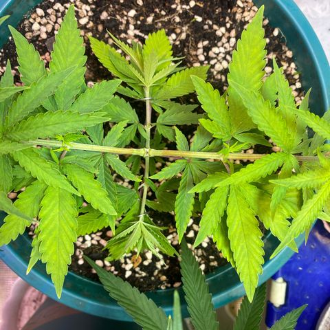 DankBerry  growlog timeline photo