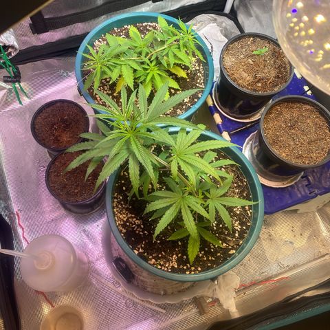 DankBerry  growlog timeline photo