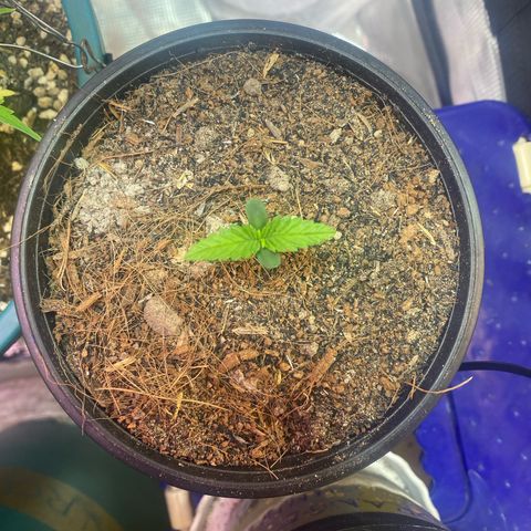 DankBerry  growlog timeline photo