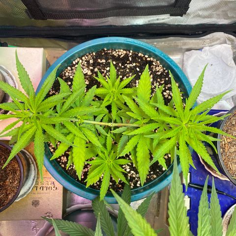 DankBerry  growlog timeline photo