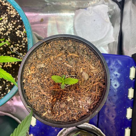 DankBerry  growlog timeline photo
