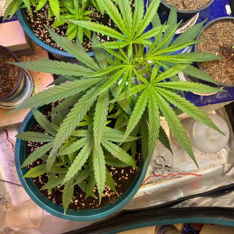 DankBerry  growlog timeline photo