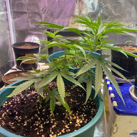 DankBerry  growlog timeline photo