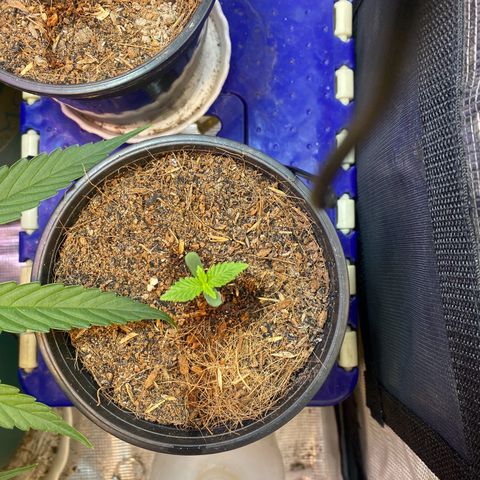DankBerry  growlog timeline photo
