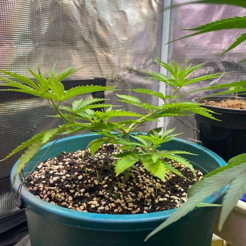 DankBerry  growlog timeline photo