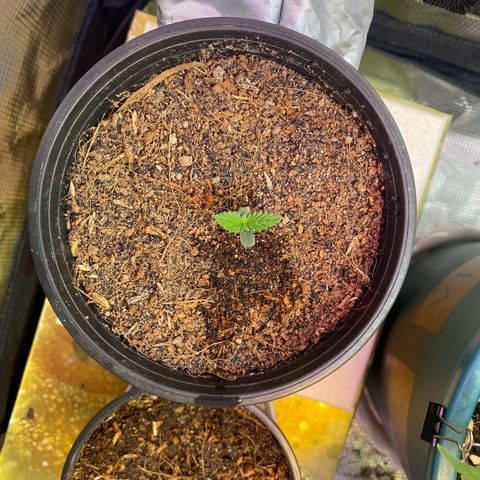 DankBerry  growlog timeline photo