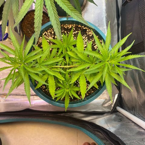 DankBerry  growlog timeline photo