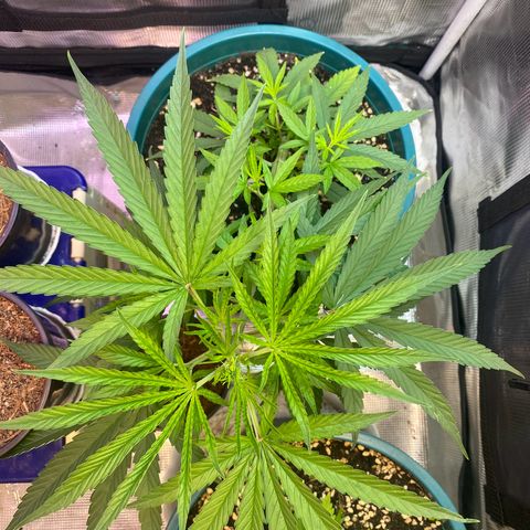 DankBerry  growlog timeline photo