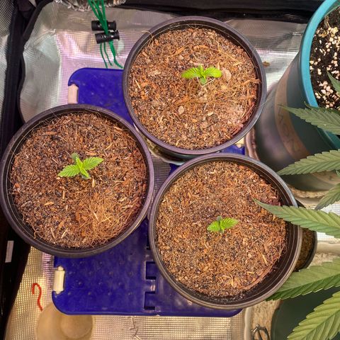 DankBerry  growlog timeline photo