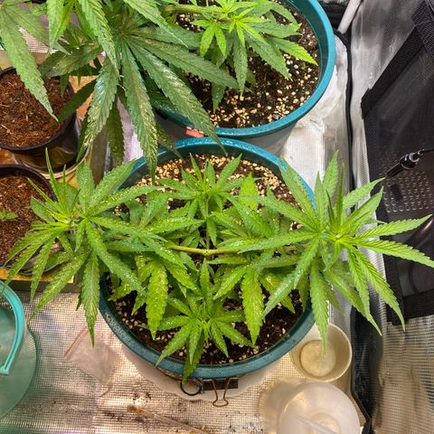 DankBerry  growlog timeline photo