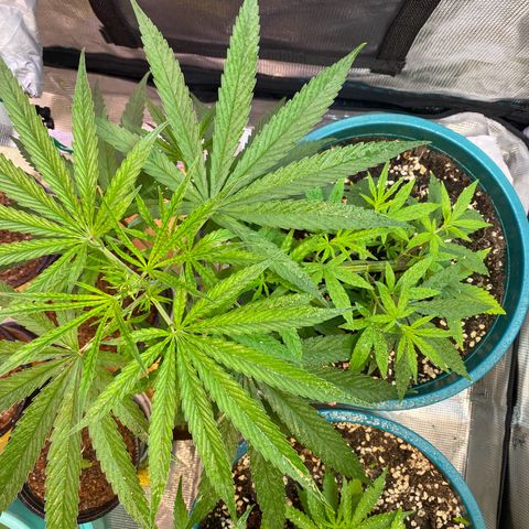 DankBerry  growlog timeline photo