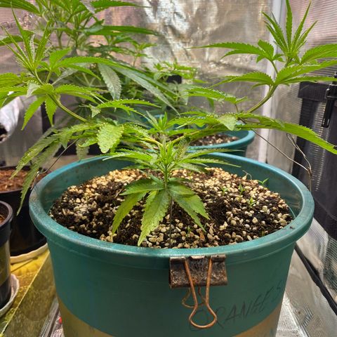 DankBerry  growlog timeline photo