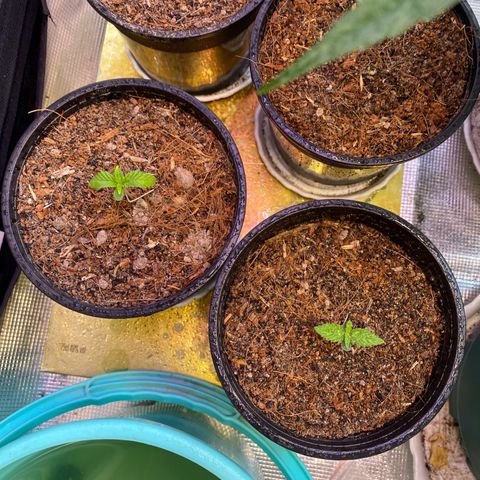 DankBerry  growlog timeline photo