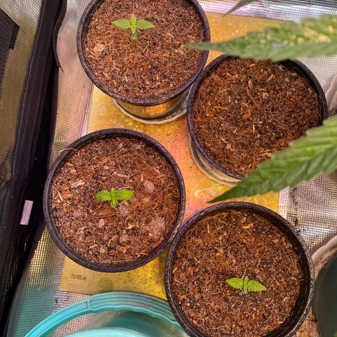 DankBerry  growlog timeline photo