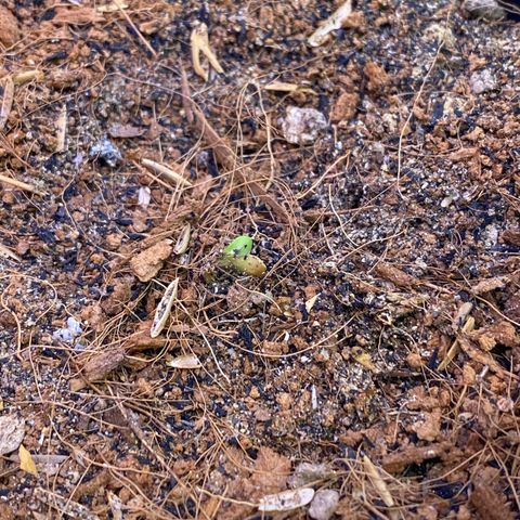 DankBerry  growlog timeline photo