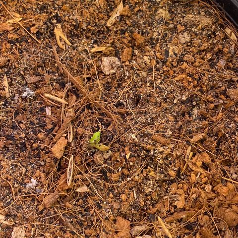DankBerry  growlog timeline photo