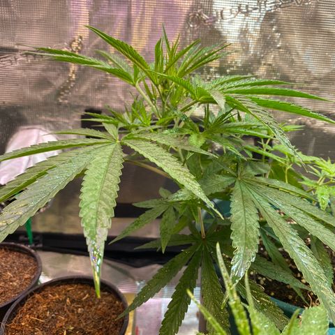 DankBerry  growlog timeline photo